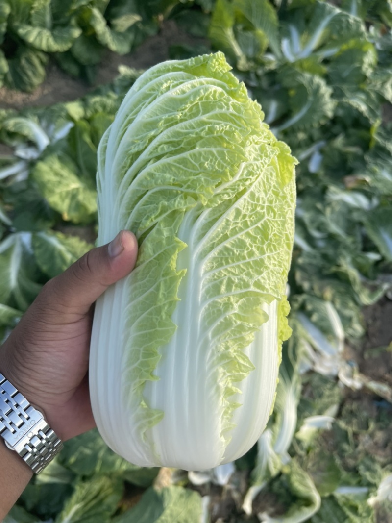 白菜代办黄芯菜辽宁缸菜产地直发保质保量