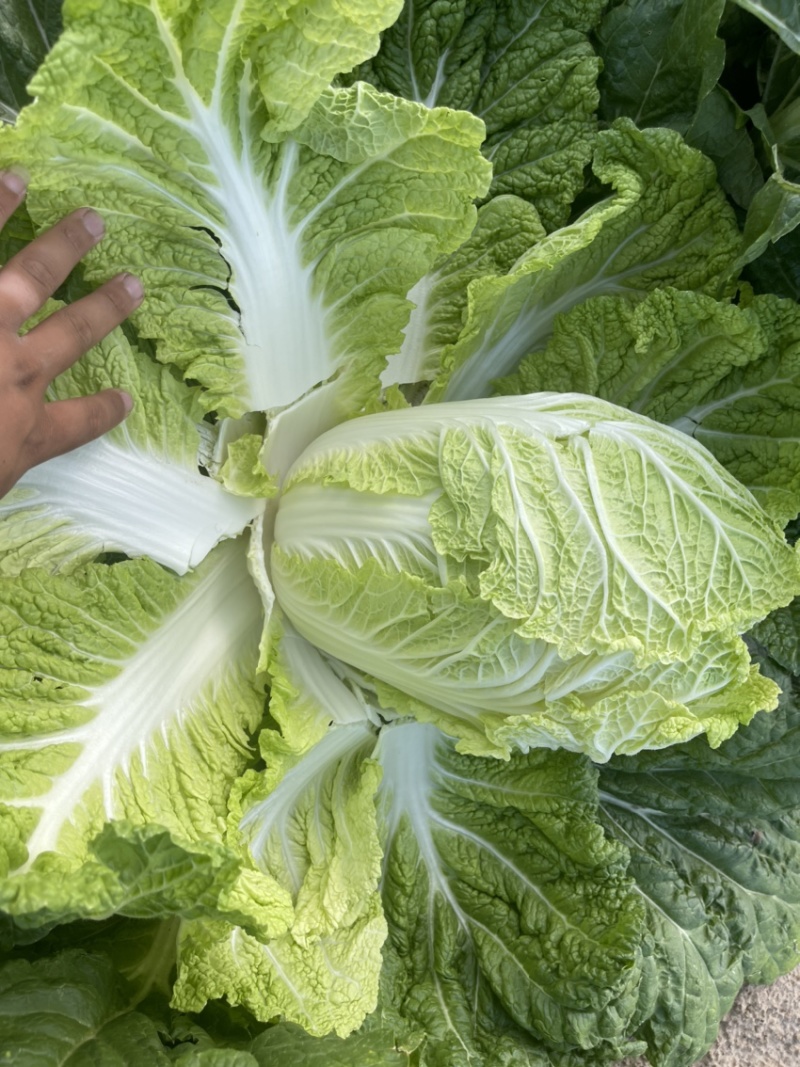 白菜代办黄芯菜辽宁缸菜产地直发保质保量