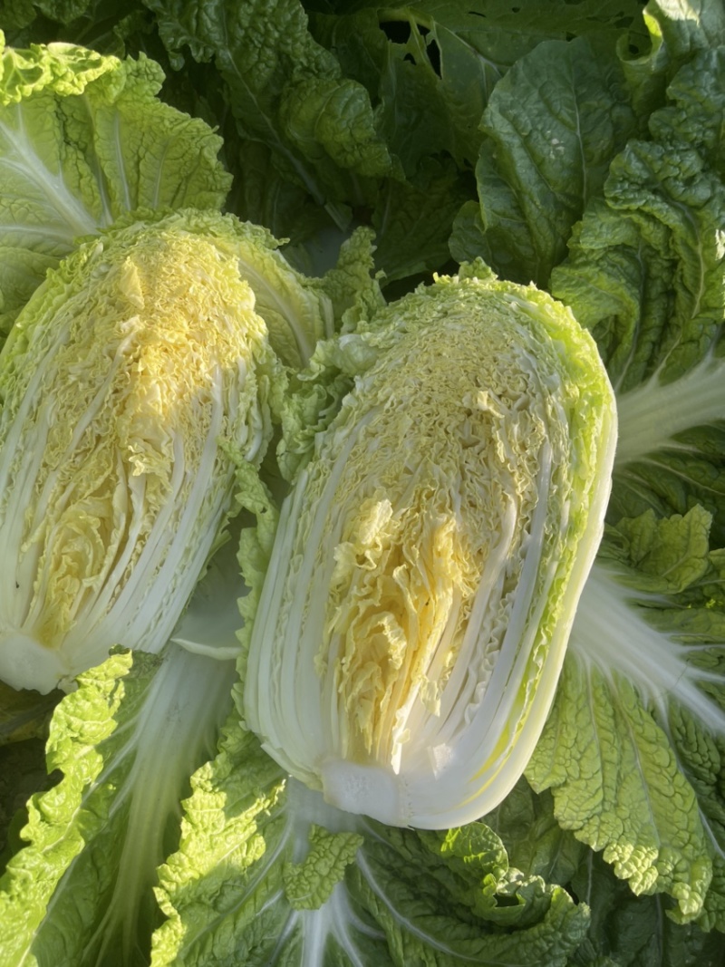 白菜代办黄芯菜辽宁缸菜产地直发保质保量