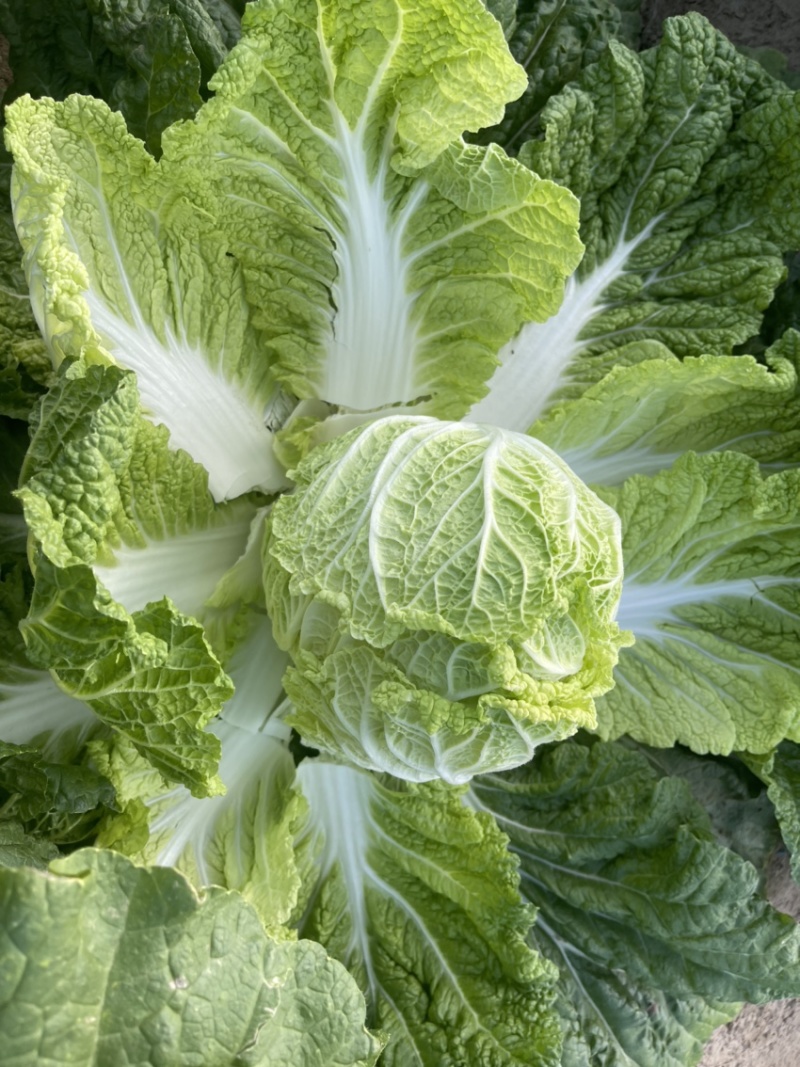 白菜代办黄芯菜辽宁缸菜产地直发保质保量