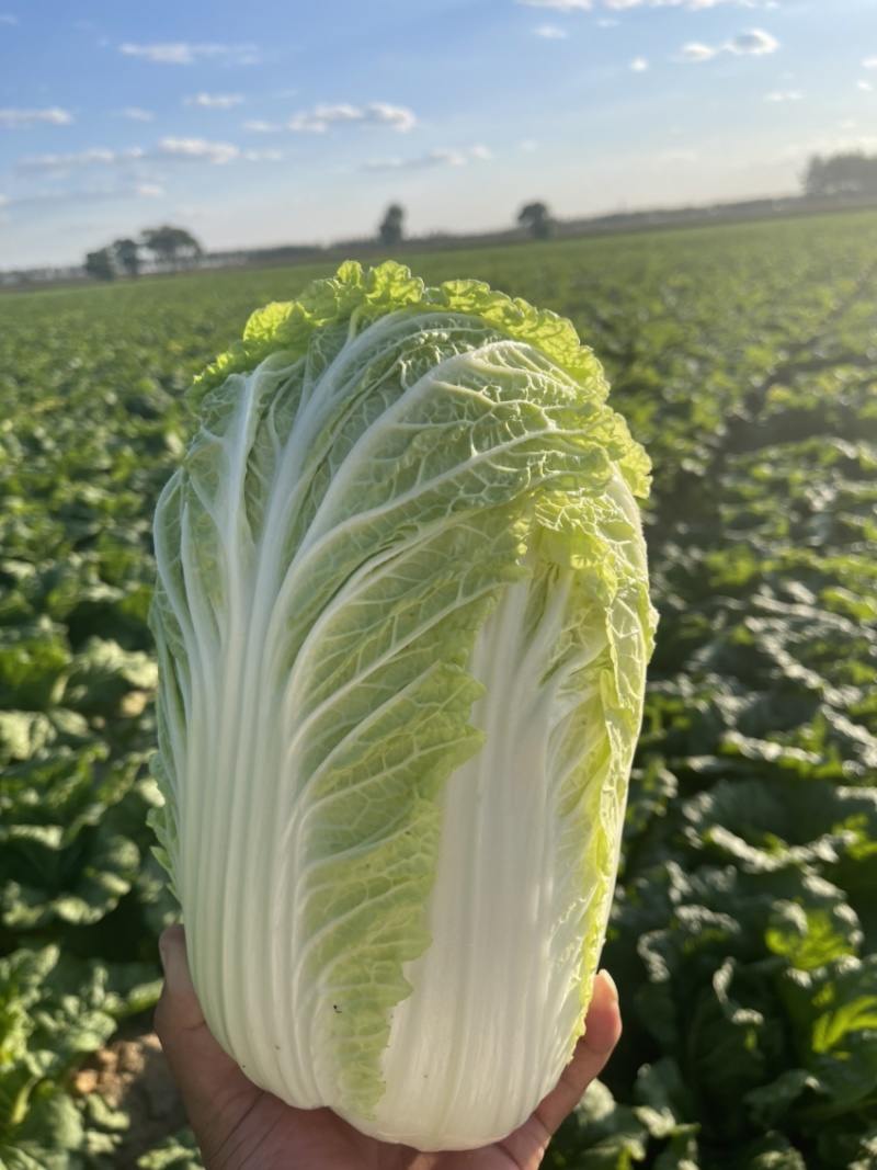 白菜代办黄芯菜辽宁缸菜产地直发保质保量