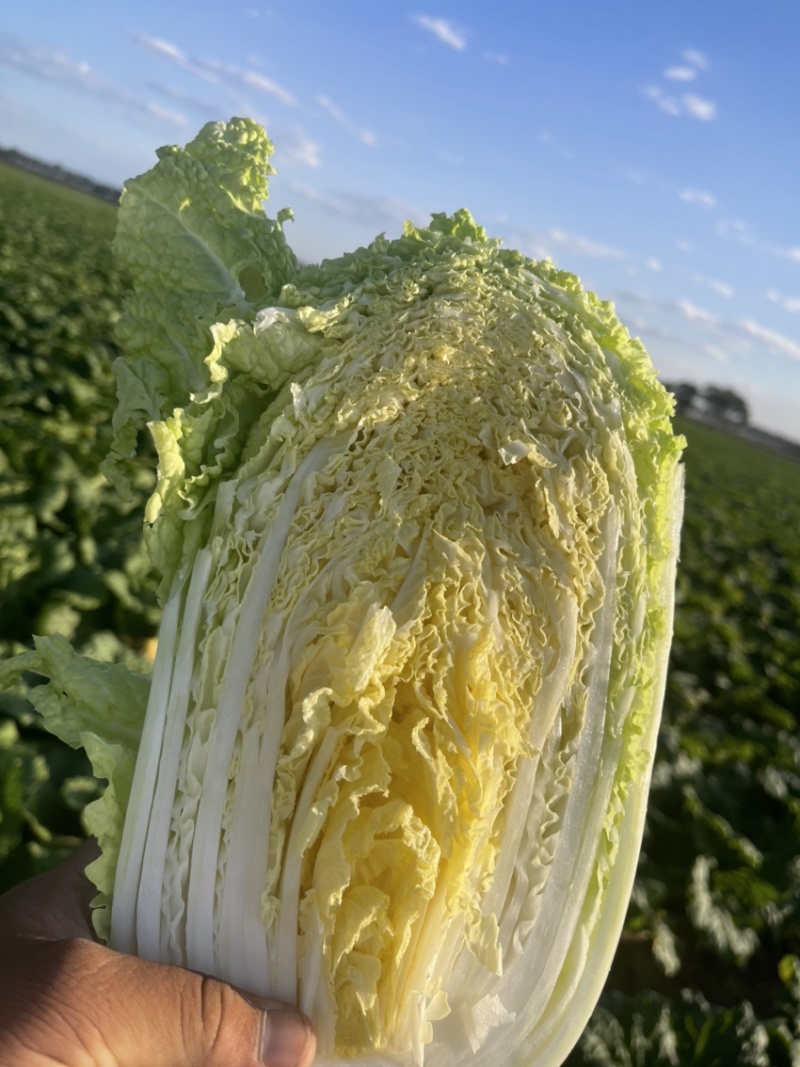 白菜代办黄芯菜辽宁缸菜产地直发保质保量