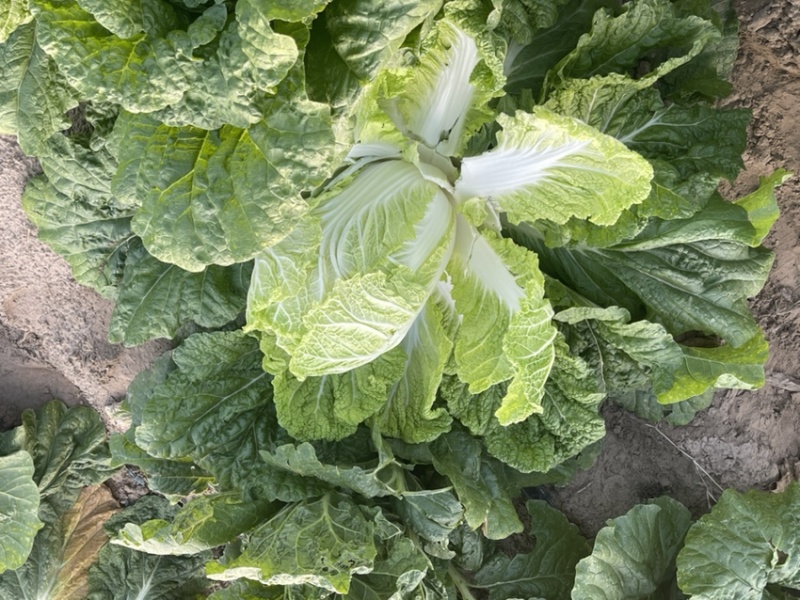 白菜代办黄芯菜辽宁缸菜产地直发保质保量