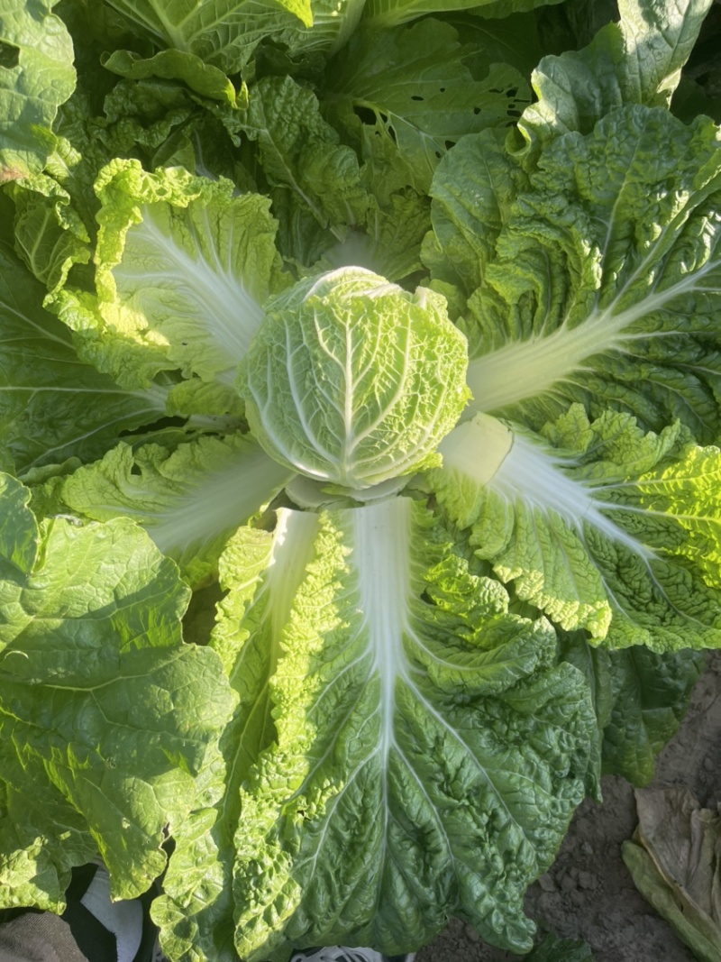 白菜代办黄芯菜辽宁缸菜产地直发保质保量