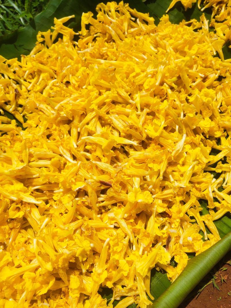 出售红根野蚕豆灵芝草（种子）