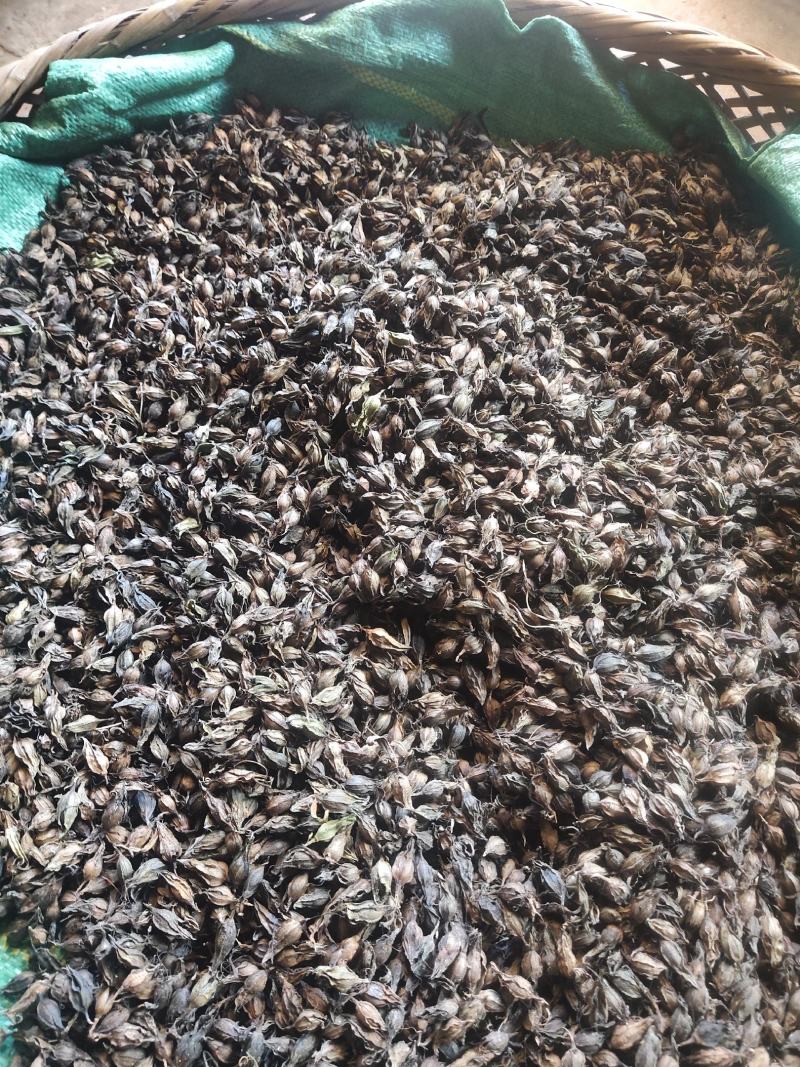 出售红根野蚕豆灵芝草（种子）