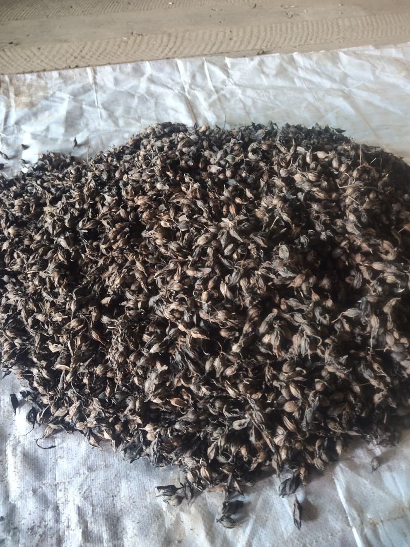 出售红根野蚕豆灵芝草（种子）