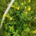 出售红根野蚕豆灵芝草（种子）