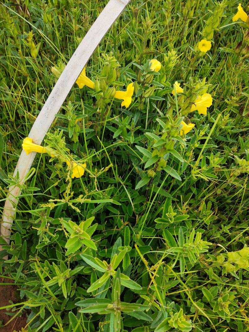 出售红根野蚕豆灵芝草（种子）