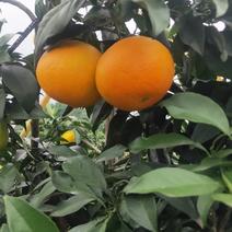 【热卖中】爱媛果冻橙，产地一手货源，量大从优，对接全国！