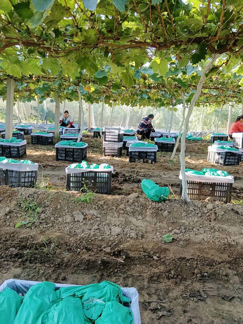 阳光玫瑰大量供应中