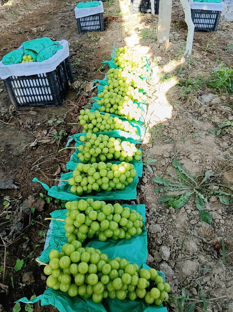 阳光玫瑰大量供应中
