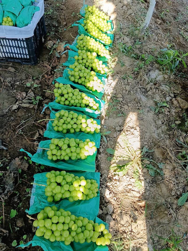 阳光玫瑰大量供应中