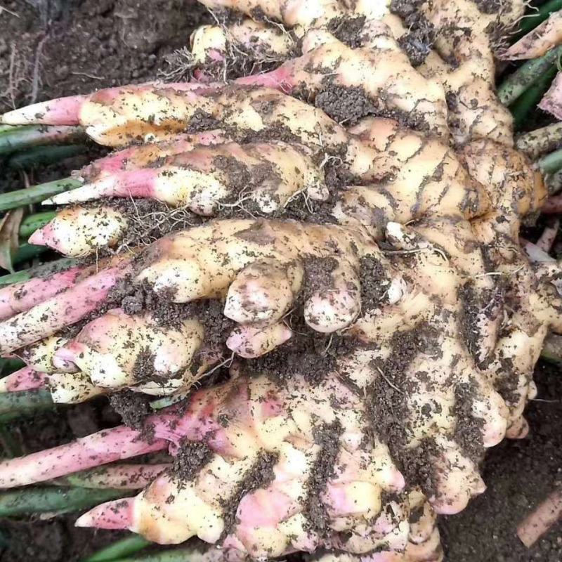 生姜大黄姜小黄姜带土可水洗可视频看货货源充足颜色
