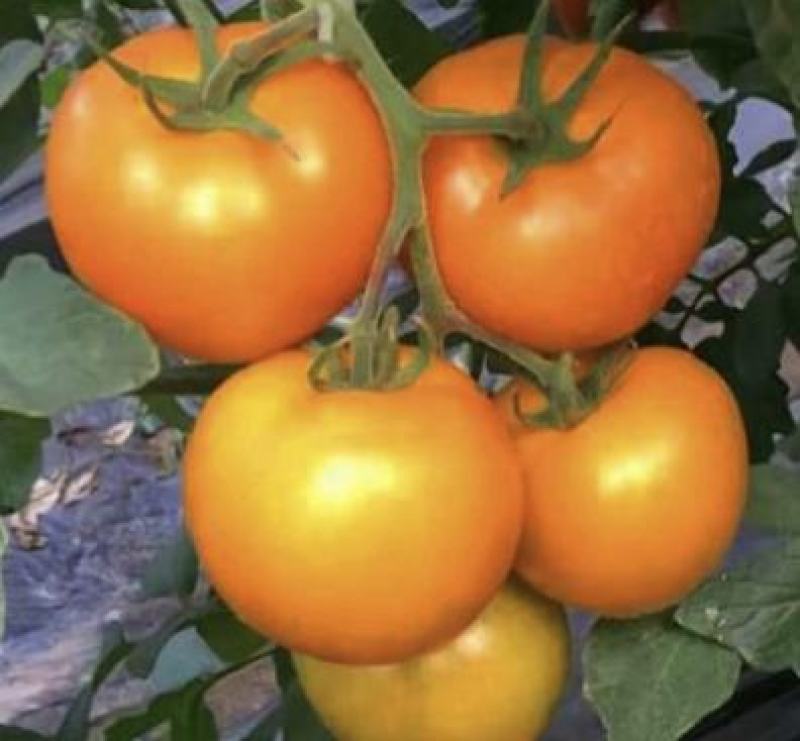 越冬早春水果番茄种子出口品质口感大黄西红种子沙瓤番茄种子