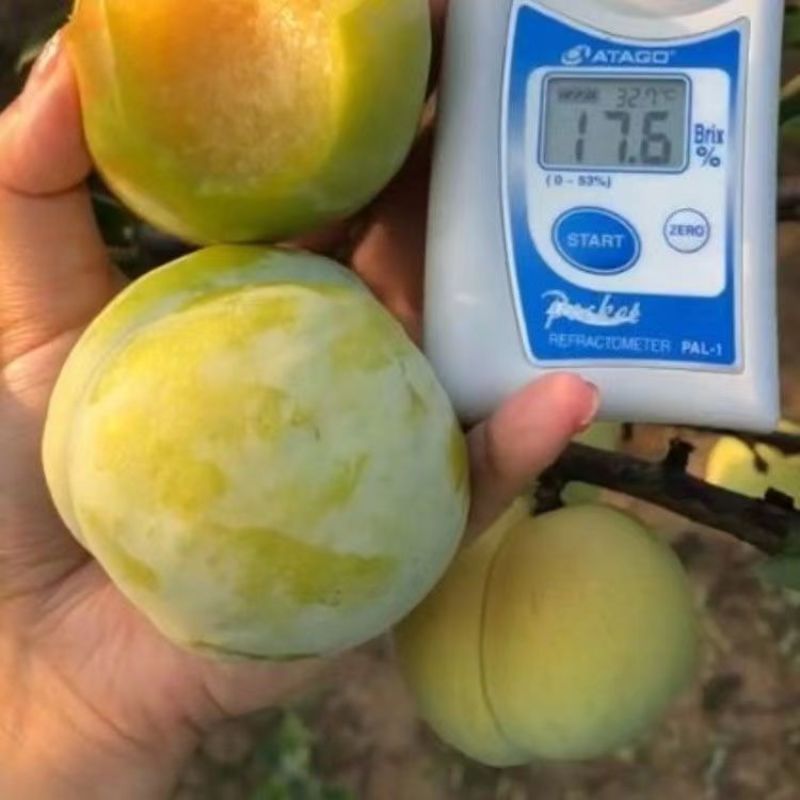 正宗绿宝石李子苗恐龙蛋脆甜绿布林嫁接李子树苗南方北方种植