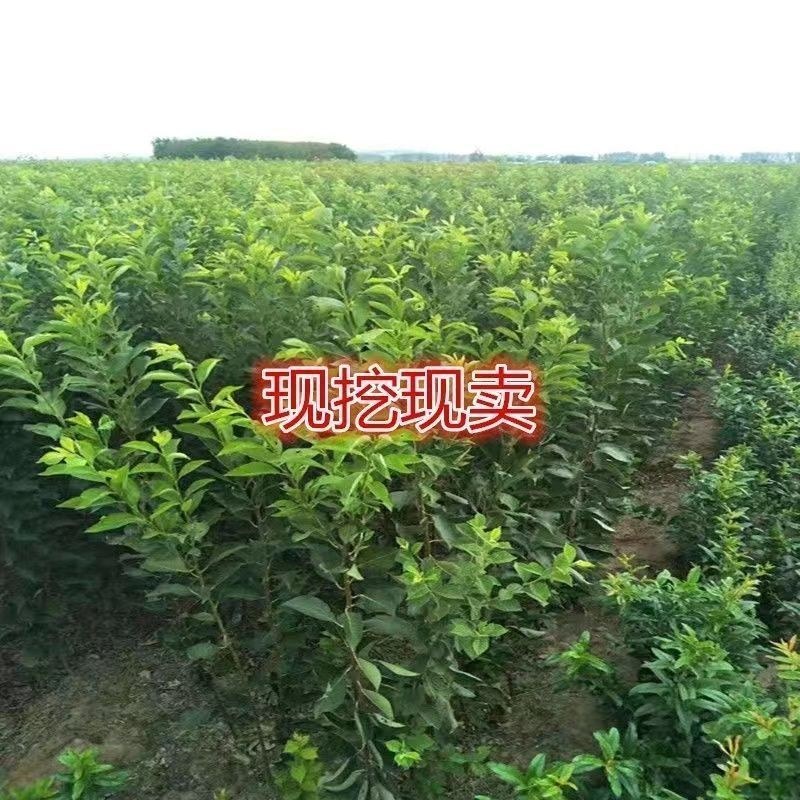 正宗绿宝石李子苗恐龙蛋脆甜绿布林嫁接李子树苗南方北方种植