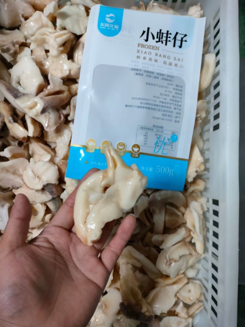 捞汁食材小蚌仔免处理日料刺身象拔蚌象鼻蚌仔