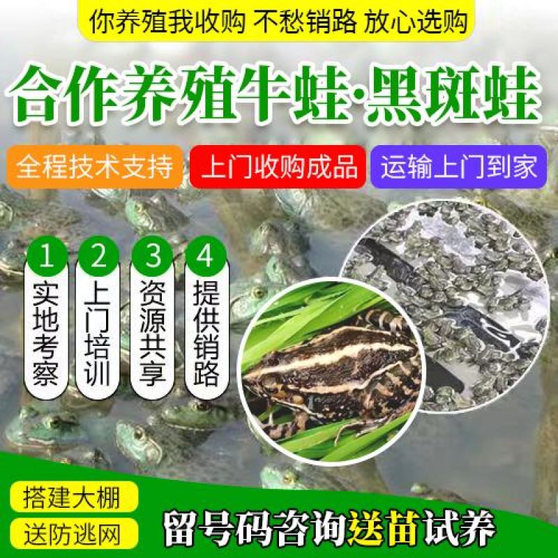 牛蛙苗，各种规格，技术和金耳菌包，技术上门指导