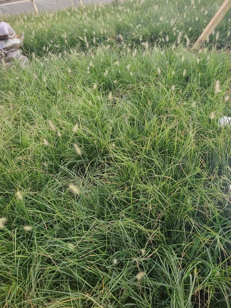小兔子狼尾草