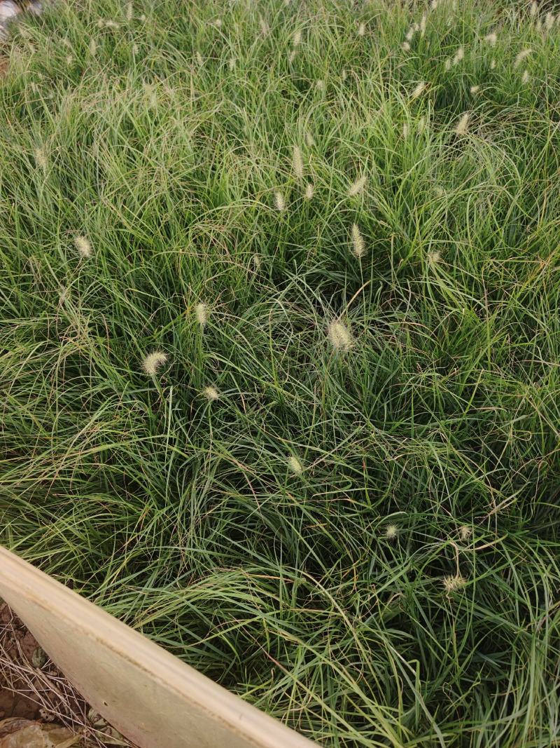 小兔子狼尾草