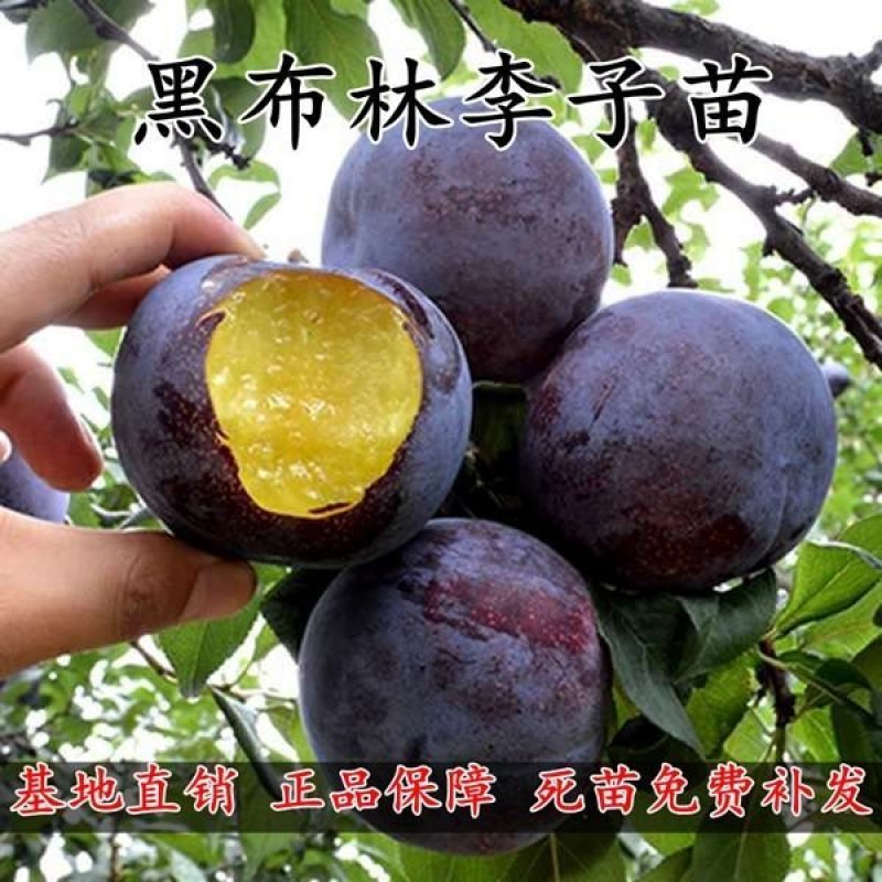 黑布林李子苗黑布朗李美国大黑李嫁接李子树苗盆栽地栽当年