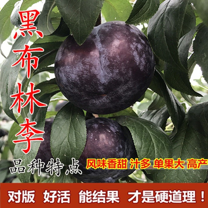 黑布林李子苗黑布朗李美国大黑李嫁接李子树苗盆栽地栽当年