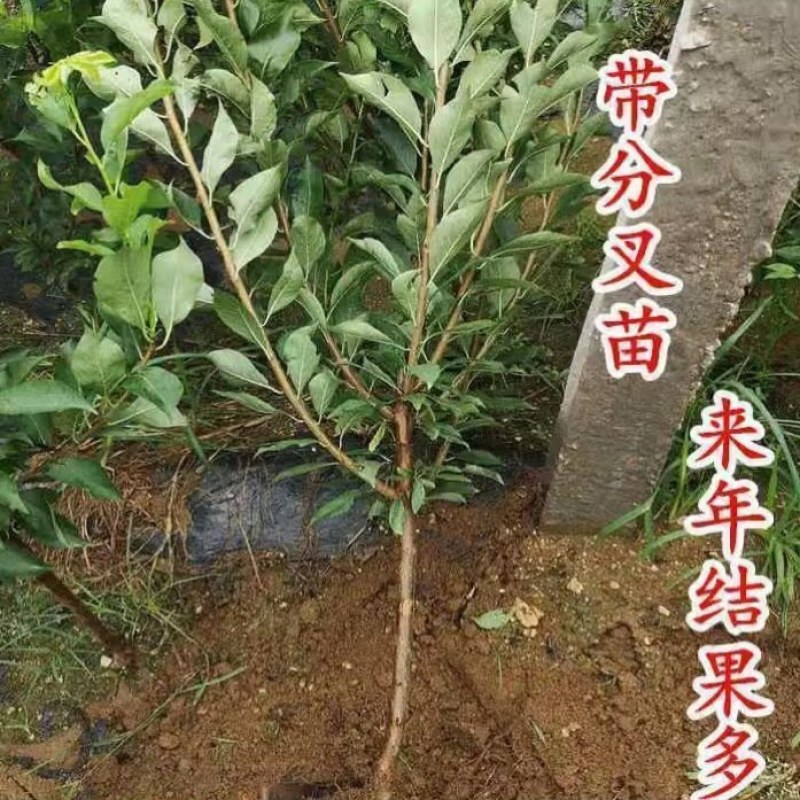 黑布林李子苗黑布朗李美国大黑李嫁接李子树苗盆栽地栽当年