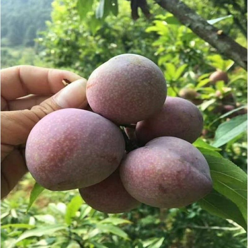 新品种嵊州桃形李树苗南北方种植桃形李子树苗红肉李子苗当年