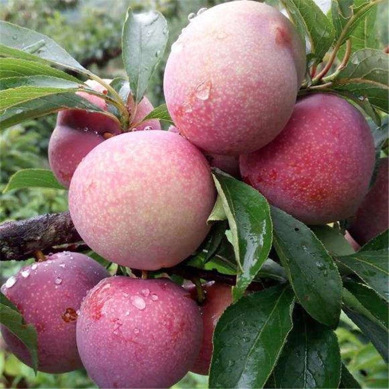 新品种嵊州桃形李树苗南北方种植桃形李子树苗红肉李子苗当年