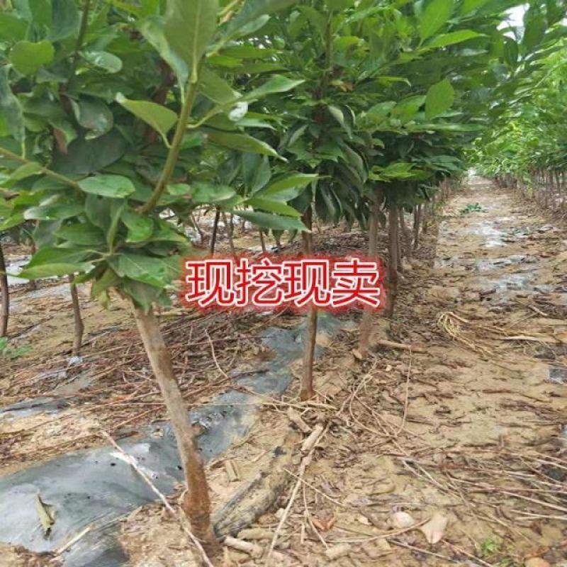 新品种嵊州桃形李树苗南北方种植桃形李子树苗红肉李子苗当年