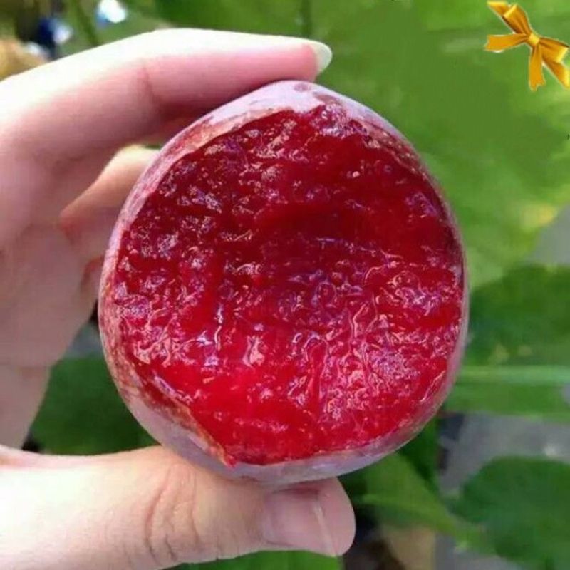 新品种嵊州桃形李树苗南北方种植桃形李子树苗红肉李子苗当年