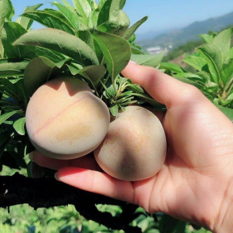 新品种嵊州桃形李树苗南北方种植桃形李子树苗红肉李子苗当年