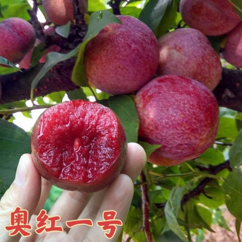 新品种嫁接奥红一号李子树苗早熟红心李子树苗南北方种植盆栽