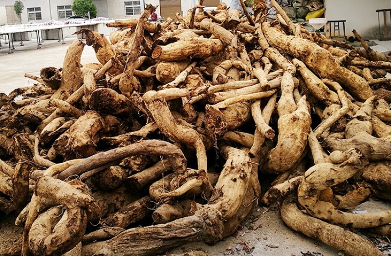 深山农家野生柴葛根粉500克装大量有货可批发可零售