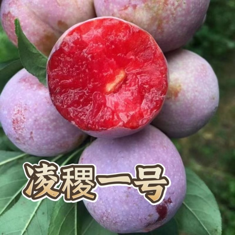 新品种凌稷一号李子树苗晚熟有香味的红李子苗南方北方种植
