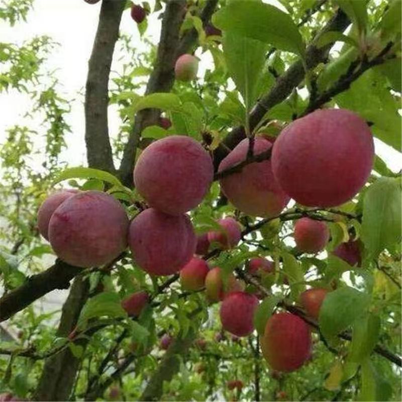 新品种凌稷一号李子树苗晚熟有香味的红李子苗南方北方种植