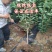新品种凌稷一号李子树苗晚熟有香味的红李子苗南方北方种植