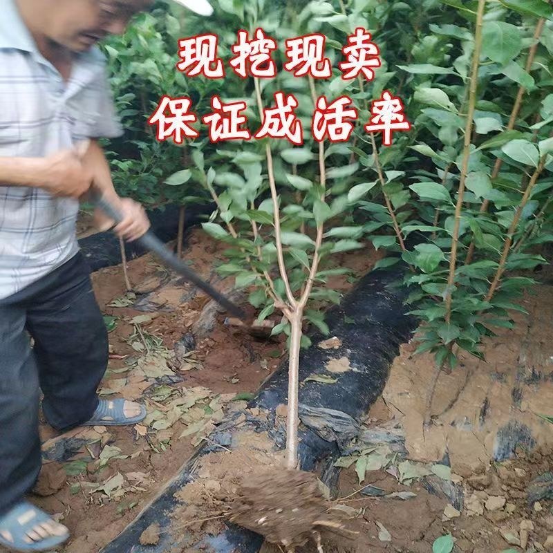 新品种凌稷一号李子树苗晚熟有香味的红李子苗南方北方种植