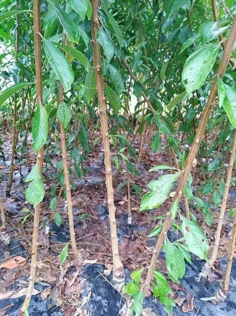 新品种凌稷一号李子树苗晚熟有香味的红李子苗南方北方种植