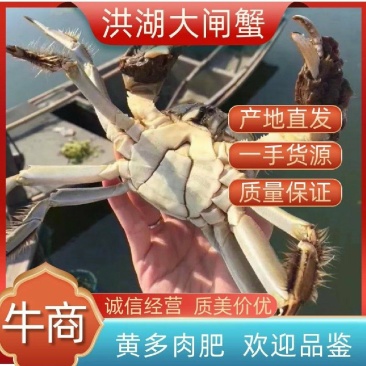 大闸蟹洪湖清水螃蟹河蟹公蟹产地直供满膏满黄青壳白底