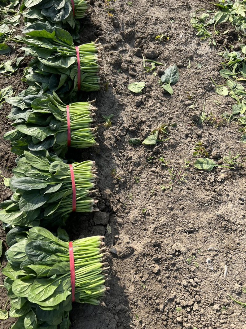 精品圆叶菠菜大量上市，欢迎各位老板采购，