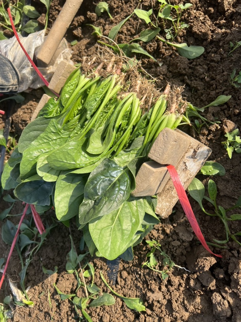 精品圆叶菠菜大量上市，欢迎各位老板采购，