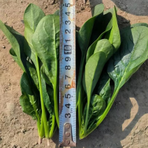 精品圆叶菠菜大量上市，欢迎各位老板采购，