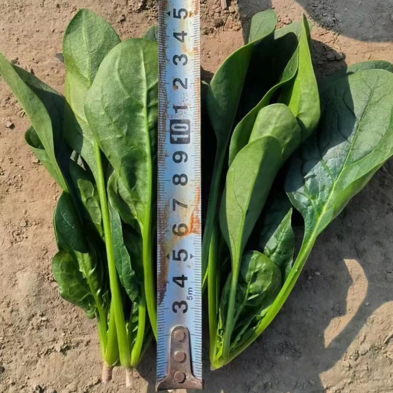 精品圆叶菠菜大量上市，欢迎各位老板采购，