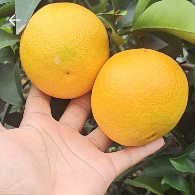 爱媛果冻橙