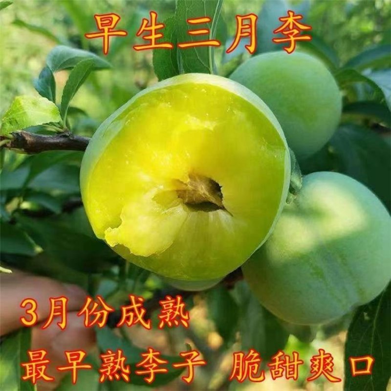 新品种早生三月李子树苗嫁接早熟青脆李子苗蜂糖李南北方当年