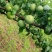 新品种早生三月李子树苗嫁接早熟青脆李子苗蜂糖李南北方当年