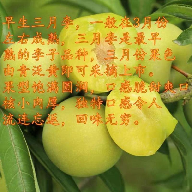 新品种早生三月李子树苗嫁接早熟青脆李子苗蜂糖李南北方当年