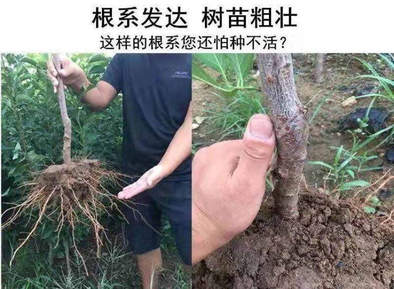 新品种早生三月李子树苗嫁接早熟青脆李子苗蜂糖李南北方当年